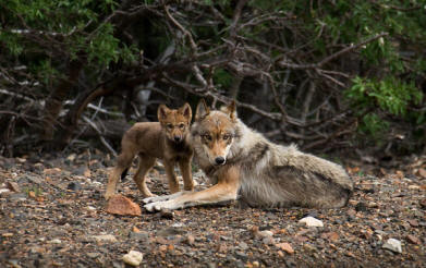 Wolf with pup